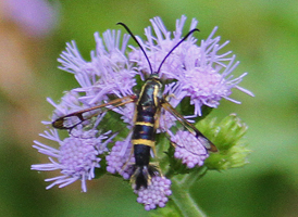Dogwood Borer